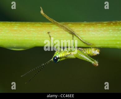 Metallic Grasshopper, Costa Rica Stock Photo