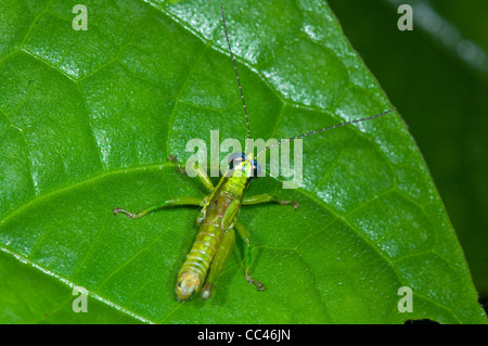 Metallic Grasshopper, Costa Rica Stock Photo