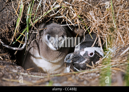 Magellanic Penguin (Spheniscus magellanicus) with chick in burrow, Isla Yecapasela at Estancia Harberton, Ushuaia, Argentina Stock Photo