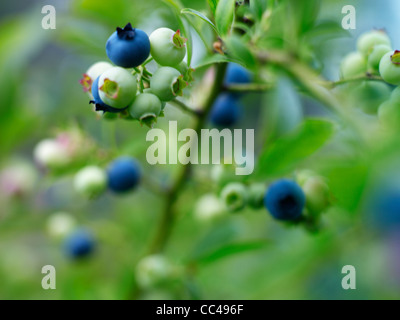 fresh blueberries growing on bush Stock Photo