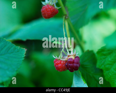 Raspberries growing on raspberry canes in a pick your own fruit farm in ...