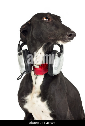 Greyhound dog with headphones on white Stock Photo