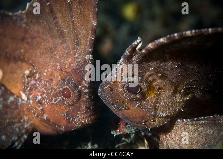 A pair of Cockatoo waspfish (Ablabys taenianotus) face each other.  This species is well camouflaged and sways with currents. Stock Photo