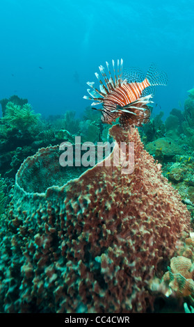 red lionfish (Pterois volitans) off the coasr of Roatan Honduras