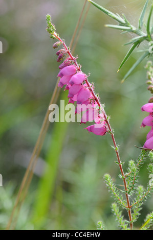 Dorset Heath (Erica ciliaris) Stock Photo