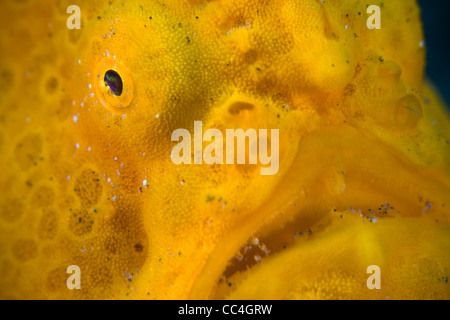The eye and mouth of a Giant frogfish (Antennarius commersoni) are the only traits that indicate that this is actually a fish. Stock Photo