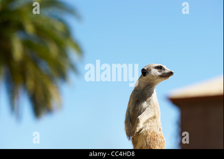 Close-up of Meerkat on lookout at Adelaide Zoo, Adelaide, Australia Stock Photo