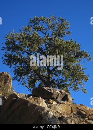 A lone pinyon pine tree on a rocky ridge. Stock Photo