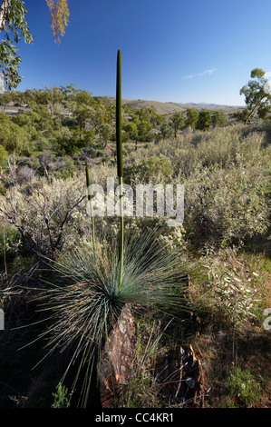 View of Grasstree Blackboy Plants (Xanthorrhoea semiplana ssp ...