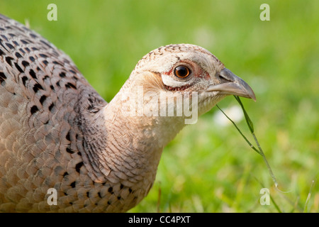 Hen Pheasant close up with blade of grass in bill Stock Photo