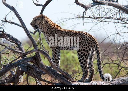 Africa Botswana Tuba Tree-Leopard standing in tree ( Panthera pardus) Stock Photo