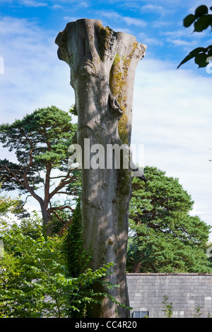 Pollarded Lopped Mature Beech Tree in Shaded Sunlight Stock Photo
