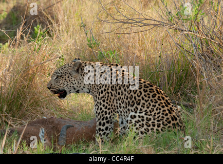 Africa Botswana Tuba Tree-Leopard sitting by Tsessebe kill (Panthera pardus) Stock Photo