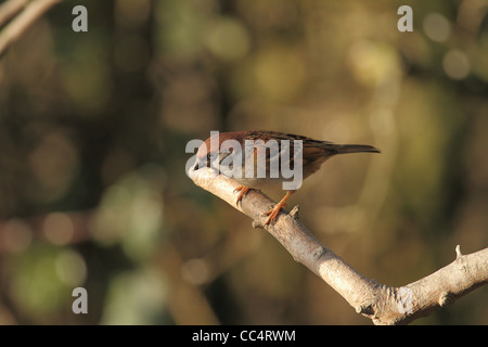 Tree sparrow Passer montanus perched left facing close up detailed Stock Photo