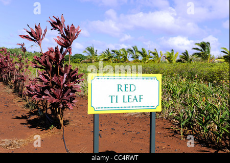 Ti Leaf Plants Dole Plantation Wahiawa Honolulu Hawaii Oahu Pacific Ocean Stock Photo