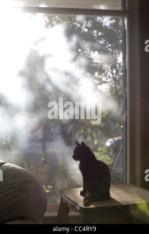 Black Cat in Sunny Window
