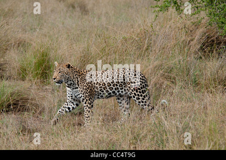 Africa Botswana Tuba Tree-Leopard walking ( Panthera pardus) Wound on hip Stock Photo