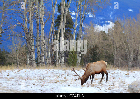 40,914.04482 Large antlers wild elk bull eating grazing in a snowy January meadow field with aspen trees & distant mountain in background. Stock Photo