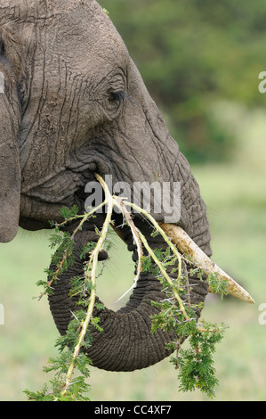 African Elephant (Loxodonta africana) eating branch of acacia tree, Masai Mara, Kenya Stock Photo