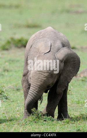 African Elephant (Loxodonta africana) baby pulling up small bush, Masai Mara, Kenya Stock Photo