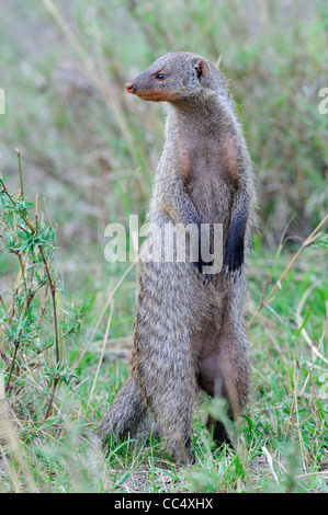 Banded Mongoose (Mungos mungo) adult standing on hind legs, Masai Mara, Kenya Stock Photo