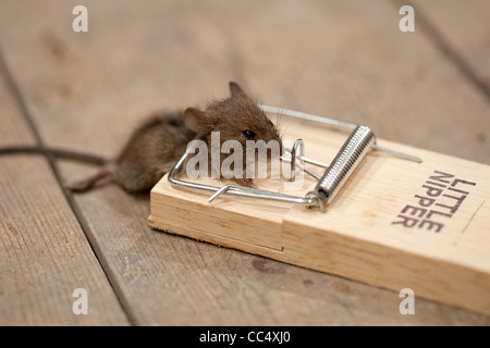 Dead mouse in mouse trap on floorboards Stock Photo