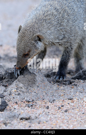 Banded Mongoose (Mungos mungo) digging for food, Masai Mara, Kenya Stock Photo