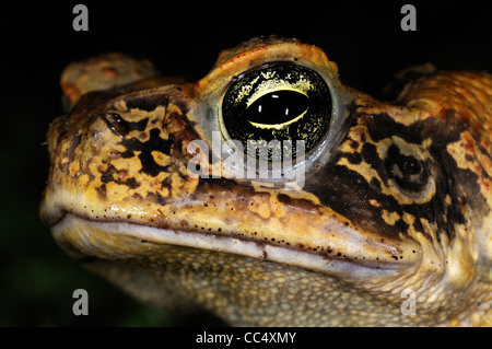 Cane Toad (Bufo marinus) close-up of head, at night, Iwokrama, Guyana Stock Photo