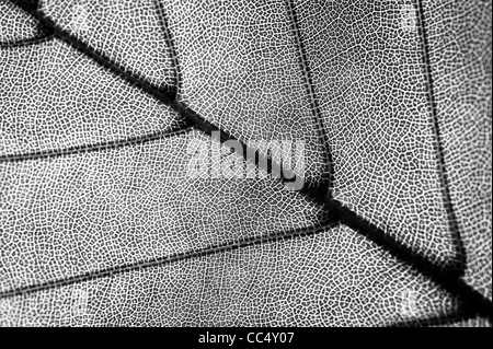 detail of leaf texture in black and white Stock Photo