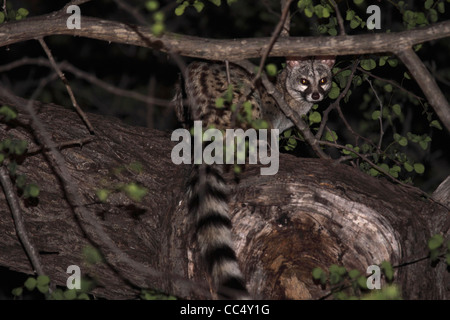 South African large spotted genet in tree canopy Stock Photo