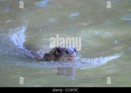 Giant River Otter (Pteronura brasiliensis) swimming at water surface, Rupununi, Guyana Stock Photo