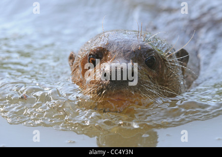 Giant River Otter (Pteronura brasiliensis) close-up of head, swimming, Rupununi, Guyana Stock Photo