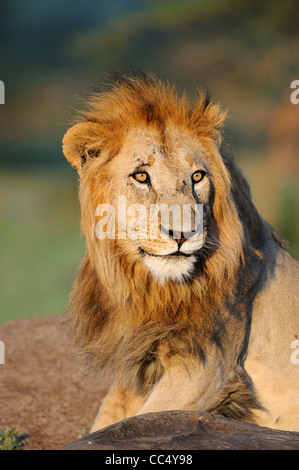 Lion (Panthera leo) male looking alert, Masai Mara, Kenya Stock Photo