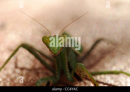 Praying Mantis (Stagmatoptera binotata) close-up of head, Iwokrama rainforest, Guyana Stock Photo