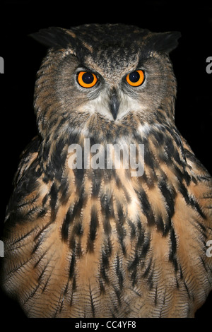 Captive European Eagle Owl Bubo bubo Stock Photo