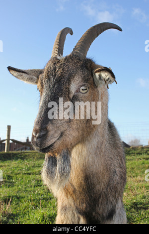 Billy Goat Stock Photo