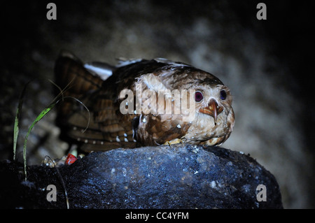 Oilbird (Steatornis caripensis) sat on nest, Aripo caves, Trinidad Stock Photo