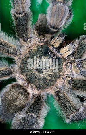 Common Pinktoe Tarantula Spider (Avicularia avicularia) close-up view from above, Trinidad Stock Photo