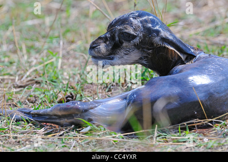 Thomson's or Red-fronted Gazelle (Gazella rufifrons) newly born baby still in foetal sac, Masai Mara, Kenya Stock Photo