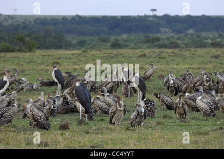 White-backed Vulture (Gyps africanus) large group together standing on the ground, together with Marabou Storks, Masai Mara, Ken Stock Photo