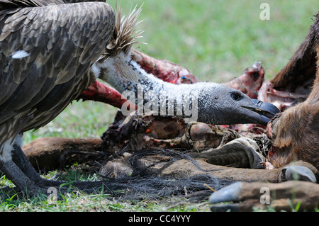 White-backed Vulture (Gyps africanus) feeding on animal carcass, Masai Mara, Kenya Stock Photo