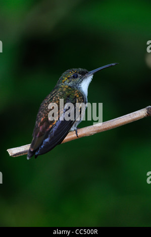 White-chested Emerald Hummingbird (Amazilia brevirostris) perched on branch, Trinidad Stock Photo