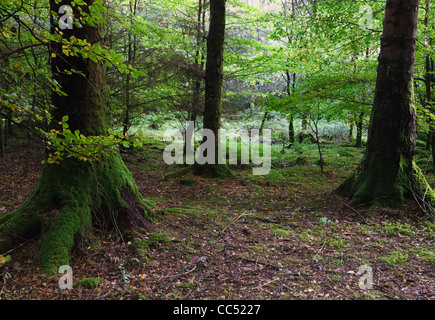 Woodland scene with old moss laden trees in Gougane Barra Forest Park, County Cork, Republic of Ireland. Stock Photo