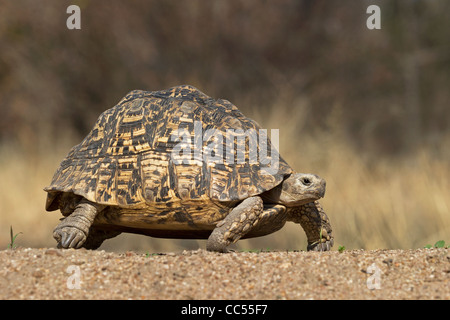 A Leopard tortoise walking Stock Photo