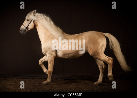 Andalusian horse, portrait, Poland Stock Photo