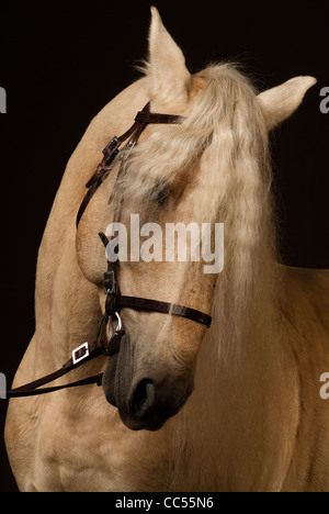 Andalusian horse, portrait, Poland Stock Photo