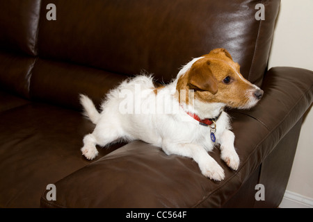 A cute Jack/Parsons Russell terrier waits eagerly on a sofa for its master to return Stock Photo