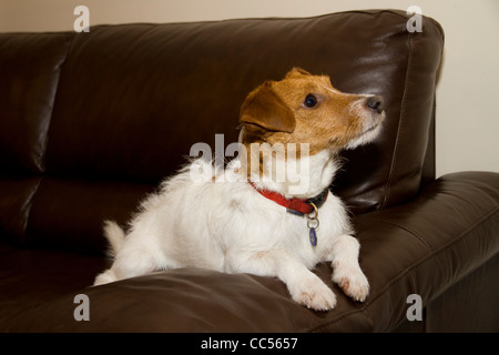 A cute Jack/Parsons Russell terrier waits eagerly on a sofa for its master to return Stock Photo