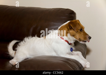 A cute Jack/Parsons Russell terrier waits eagerly on a sofa for its master to return Stock Photo