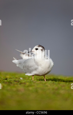 Little Gull; Larus minutus; winter; Cornwall; UK Stock Photo